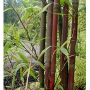Саженцы морозостойкого бамбука Semiarundinaria fastuosa «Viridis» фотография