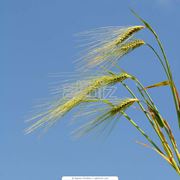 Пшеница. Пшеница семейства злаки. Зерновые бобовые и крупяные культуры
