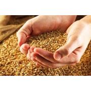 Пшеница фуражная. Пшеница семейства злаки. Зерновые бобовые и крупяные культуры