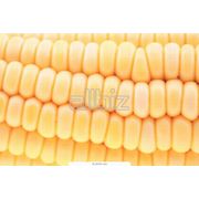 Кукуруза. Кукуруза семейства Злаки. Зерновые бобовые и крупяные культуры фото