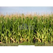 Кукуруза. Кукуруза семейства Злаки. Зерновые бобовые и крупяные культуры