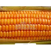 Оптовые поставки кукурузы возможен экспорт
