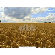 Пшеница озимая поставки по Украине купить пшеницу