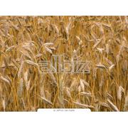 Пшеница фуражная купить 500 т фото