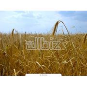 Продаем пшеницу фуражную 500 т фото