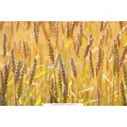 Пшеница . Пшеница семейства злаки. Зерновые бобовые и крупяные культуры