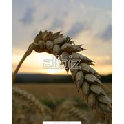 Пшеница фуражная. Пшеница семейства злаки. Зерновые бобовые и крупяные культуры фото