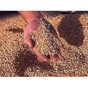 Отходы зерна зерноотходыкупитьоптомвозможен экспорт. фото