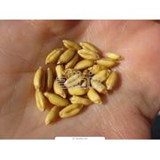 Пшеница. Пшеница семейства злаки. Зерновые бобовые и крупяные культуры фото