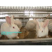 Кролики-бройлеры породы HYLA гибрид кроликов от французской компании Евролап фото