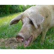 Комбикорм для свиней Донецк фотография