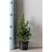 Ель сизая Коника -- Picea glauca Conica фотография