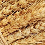 Пшеница IV класса фото