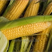 Семена кукурузы DN Demetra exclusive