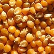 Семена кукурузы сербской, французской и украинской селекций фото