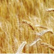 Пшеница яровая, купить, Украина