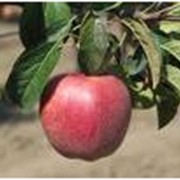 Саженцы яблонь из Полтавы фото