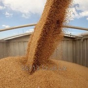 Пшеница от 1000тн фотография