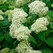 Гортензия Hydrangea paniculata Early Sensation Bulk PBR C1,5-2 фото