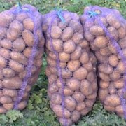 Фермерське господарство продає насінева і продовольчу картоплю