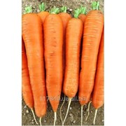 Семена моркови, Мирафлорекс F1, производитель: Clause, France (упаковка 100,000сем)