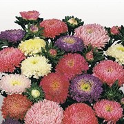 Семена цветов Астры Матадор китайская 1000 шт. смесь фотография