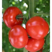 Семена томатов F1 Остоженка фото