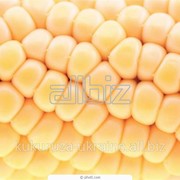 Гибрид кукурузы Любава - 279 МВ