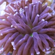 Гелиофунгия актиноформис - Heliofungia actiniformis (коралл) фото