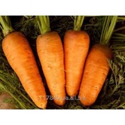 Семена моркови, Болтекс, производитель: Clause, France (упаковка 500г) фотография