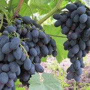 Виноград Кодрянка Grapes Codreanca фото