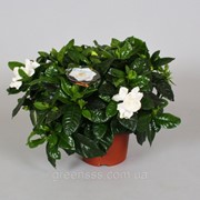 Гардения жасминовая -- Gardenia jasminoides