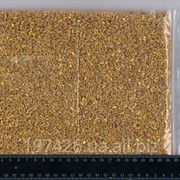 Твердая пшеница / Hard wheat (durum)