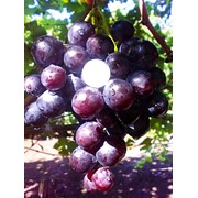 Черенки винограда Герцог оптом фотография