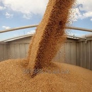 Пшеница мягкая, мягких сортов от 1000тн на Экспорт. Документы. Качество фото