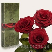 Три долгосвежих розы Багровый Гранат в подарочной упаковке 228-1841232 фотография