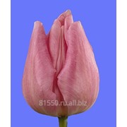 Луковица цветочных культур Kaiserin Maria Theresia фото