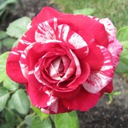 Розы кустарниковые, Роза Хулио Иглесиас фото