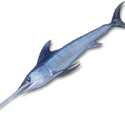 Рыба-меч фото