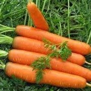 Морковь среднеспелая