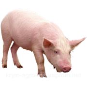 БМВД гроуер для свиней Trouw Nutrition﻿ (Hendrix) (30-60 кг) 15%, 25кг