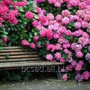 Гортензия, садове цветы Киевская область фотография