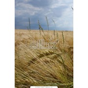 Пшеница озимая фотография