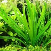 Аквариумное растение Эхинодорус узколистный фотография