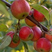 Саженцы яблонь сорта Росавка фото