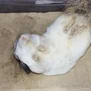 Мука для купания шиншилл фото