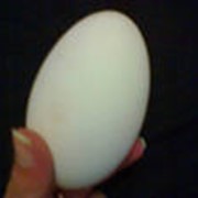 Яйца гусиные инкубационные фото