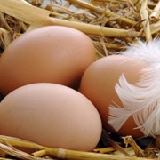 Яйца утиные