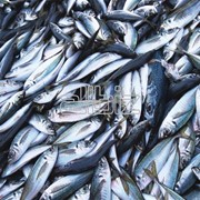 Рыба форель. возможен экспорт