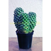 Кактусы фото